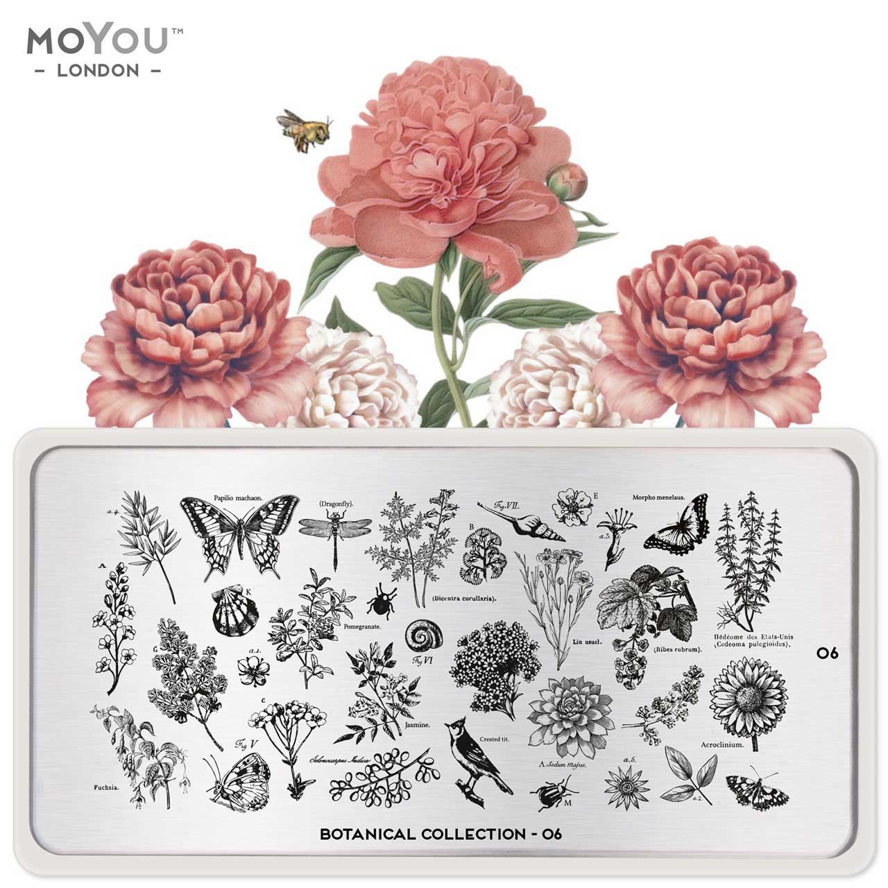 MoYou Stamping Botanical 06